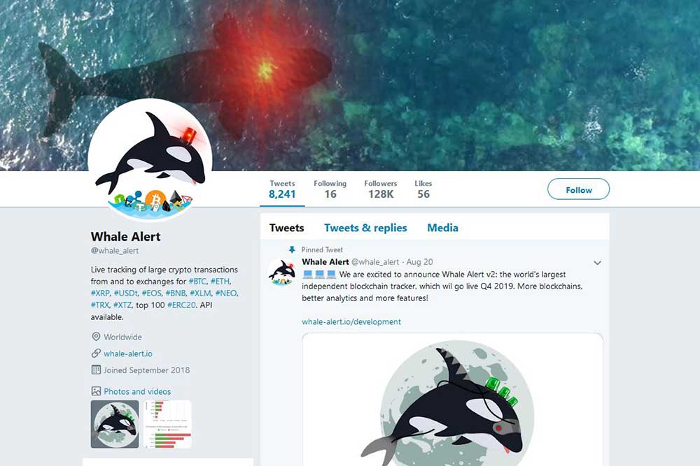 Whale Alert Twitter